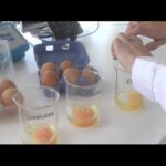 Diferencia entre huevo ecologico y campero
